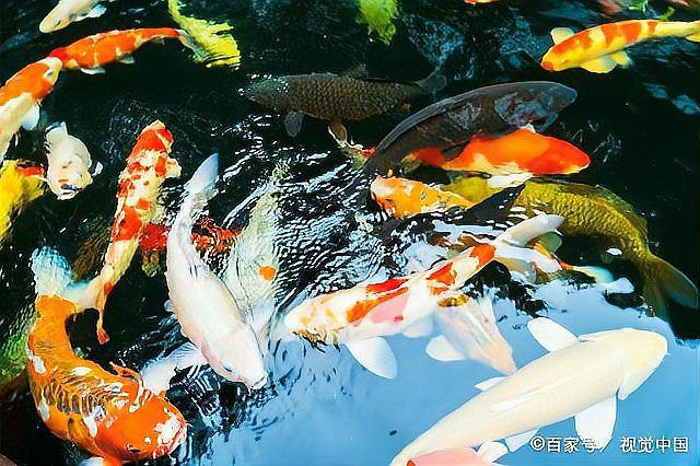 曼龍魚飼養(yǎng)密度多大合適？