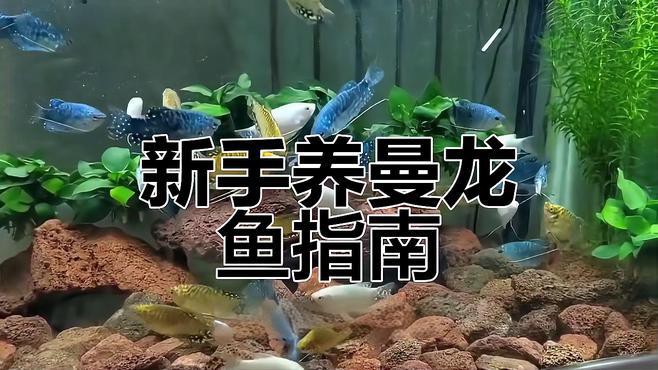 曼龍魚飼養(yǎng)密度多大合適？