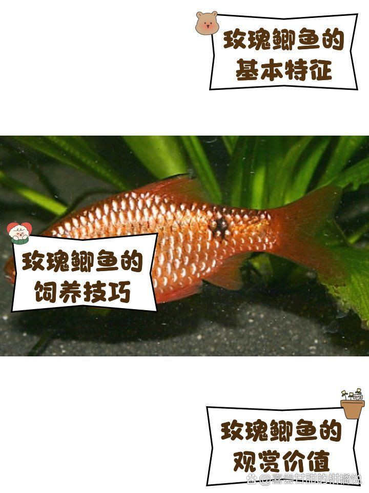 金元寶魚是玫瑰鯽魚