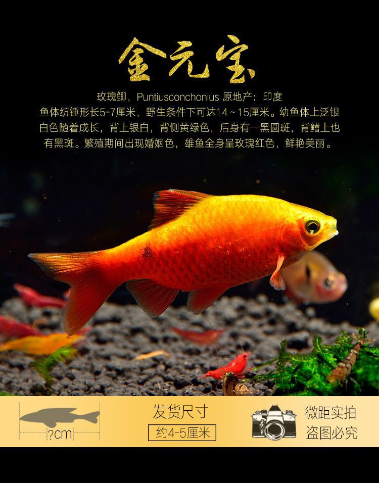 金元寶魚是玫瑰鯽魚