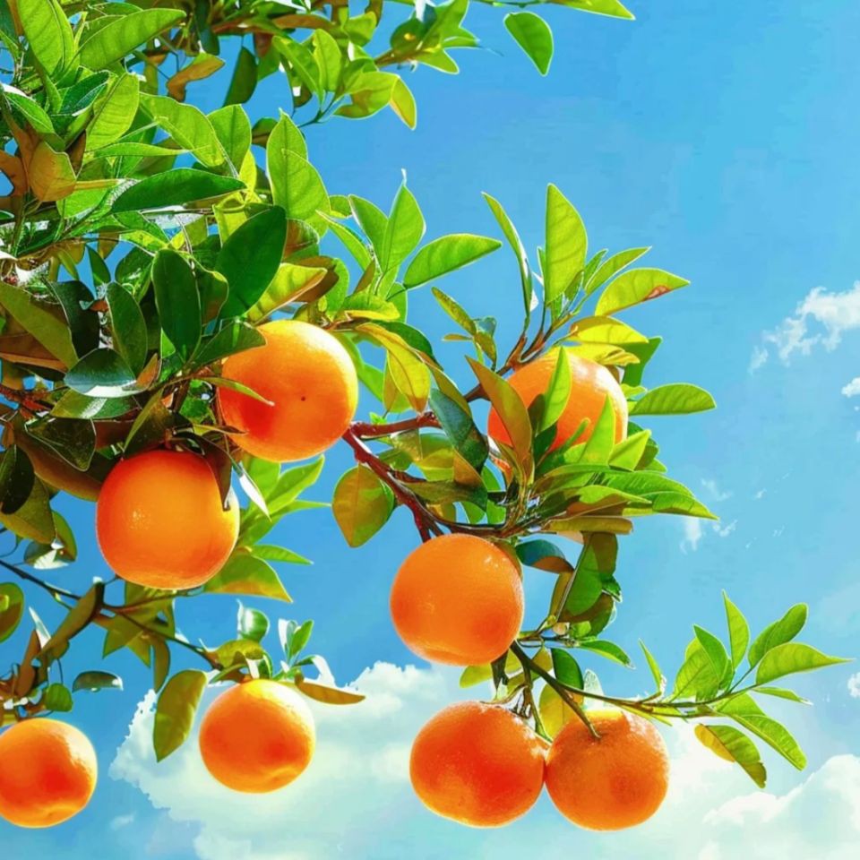 金元寶魚是玫瑰鯽魚