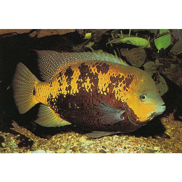 金元寶魚是玫瑰鯽魚