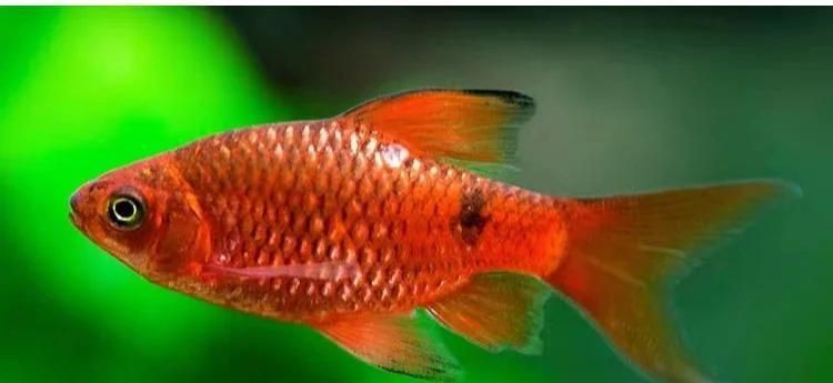 金元寶魚是玫瑰鯽魚