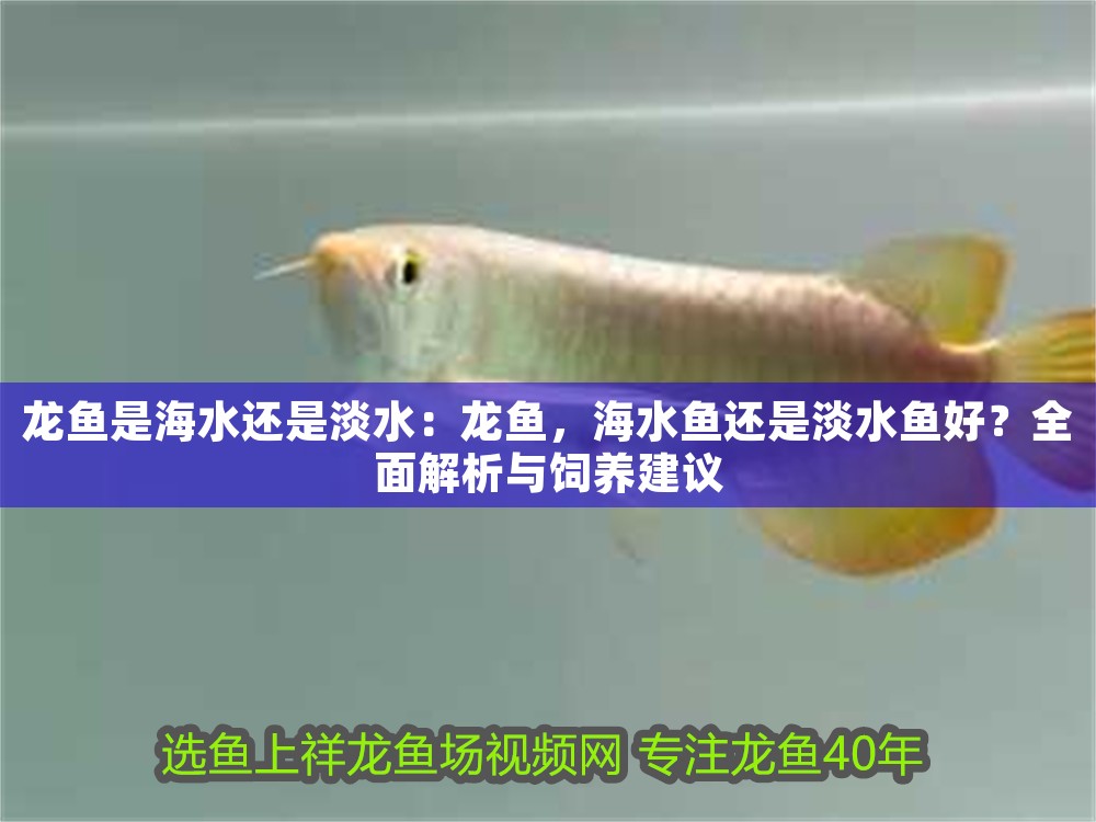 龍魚是海水還是淡水：龍魚，海水魚還是淡水魚好？全面解析與飼養建議