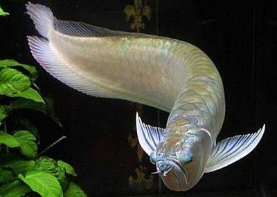 龍魚是海水還是淡水：龍魚，海水魚還是淡水魚好？全面解析與飼養建議