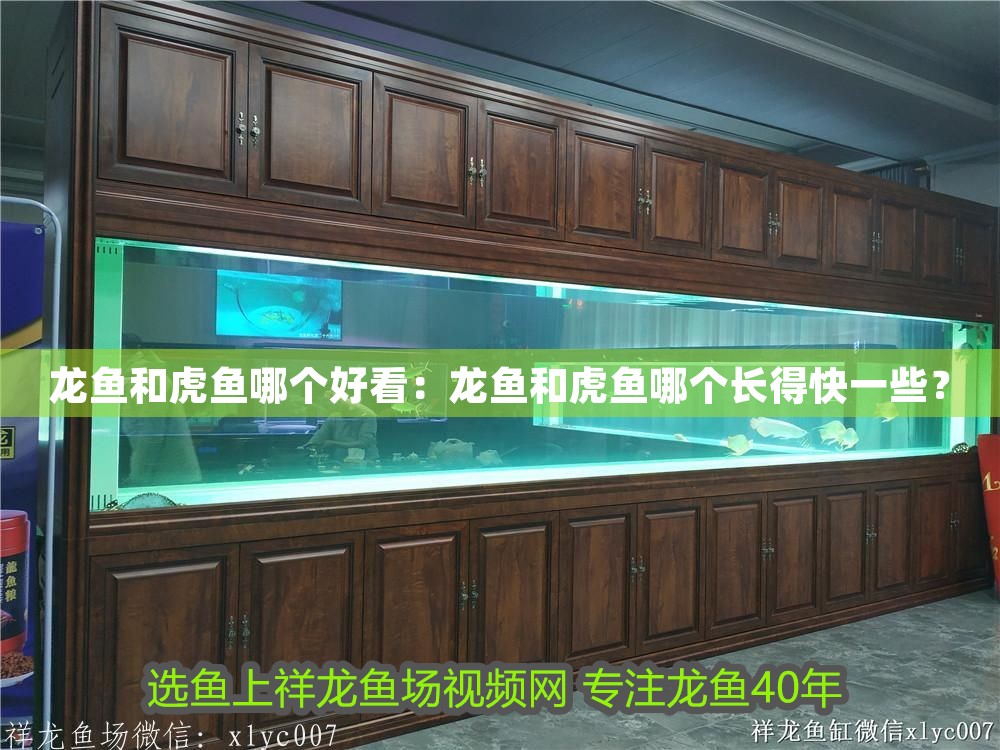 龍魚(yú)和虎魚(yú)哪個(gè)好看：龍魚(yú)和虎魚(yú)哪個(gè)長(zhǎng)得快一些？
