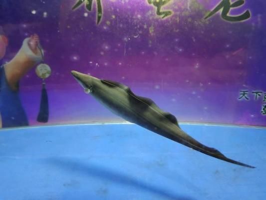 魚缸里的水有很多泡泡，如何判斷魚缸水泡的來源？魚缸換水的最佳時機是什么時候？