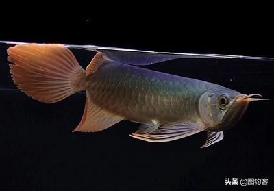 龍魚巨骨舌魚區別：巨骨舌魚和龍魚是兩種不同的魚類，巨骨舌魚和龍魚的區別