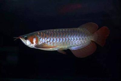 龍魚巨骨舌魚區別：巨骨舌魚和龍魚是兩種不同的魚類，巨骨舌魚和龍魚的區別