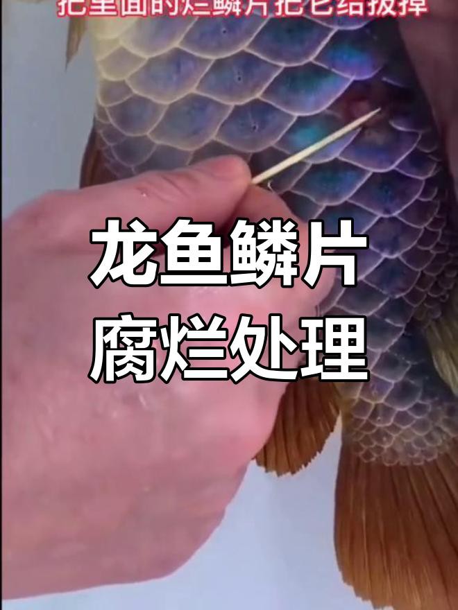 龍魚鱗片爛了應該如何治療？
