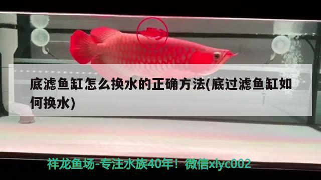 幾條金龍魚混養最好：金龍魚混養幾條比較好