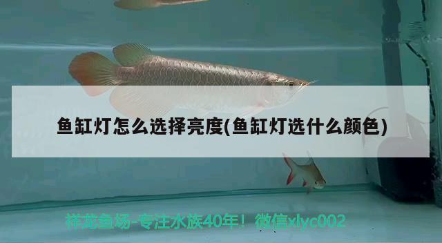 幾條金龍魚混養最好：金龍魚混養幾條比較好