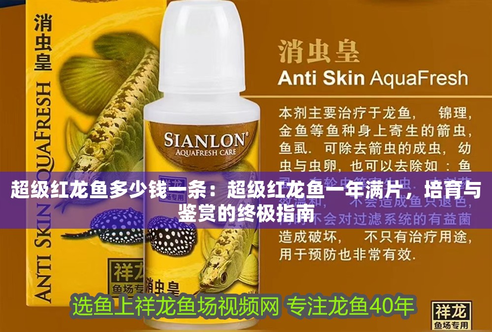 超級紅龍魚多少錢一條：超級紅龍魚一年滿片，培育與鑒賞的終極指南