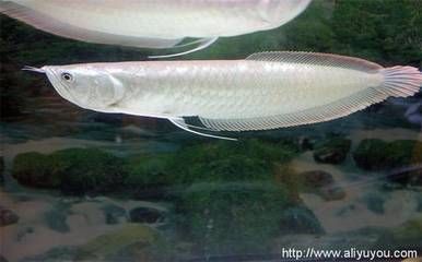 金恐龍魚吃小魚嗎會死嗎（金龍魚人工飼料品牌推薦金龍魚消化系統特點推薦）