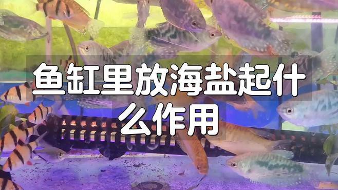 養龍魚需要放海鹽嗎 養龍魚需要放海鹽嗎 龍魚百科 第1張