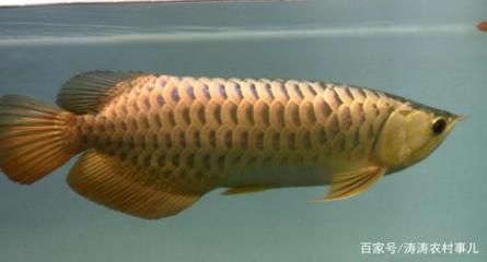 金龍魚的魚缸標準尺寸，金龍魚的魚缸標準尺寸是多少