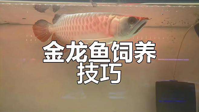 金龍魚鸚鵡魚