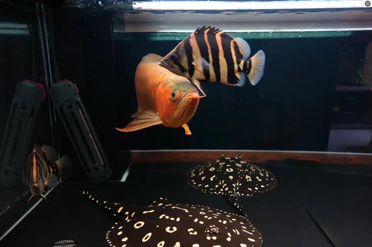 紅龍魚怎么養及喂養技巧圖片欣賞