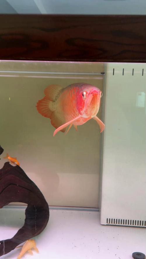 紅龍魚怎么養及喂養技巧圖片欣賞