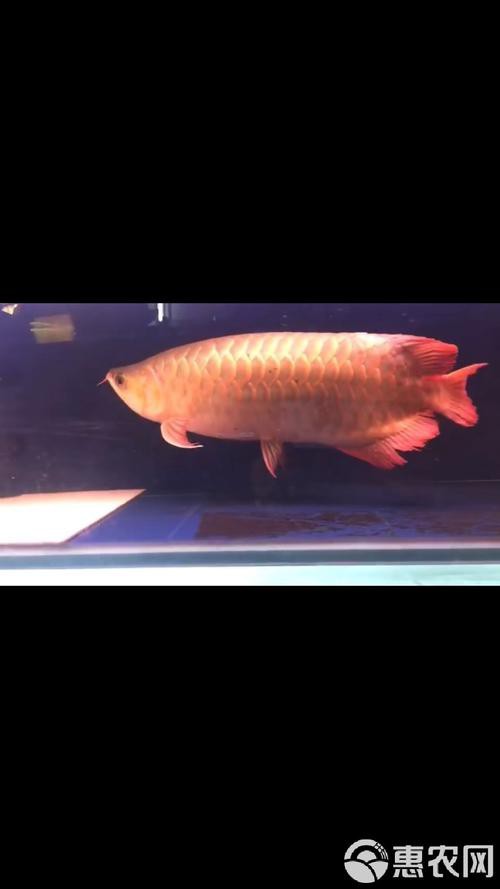 給我推薦一些高清的紅金龍魚壁紙