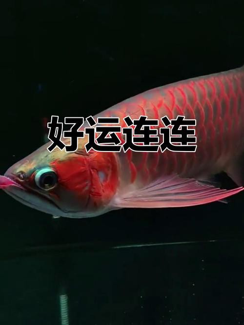 給我推薦一些高清的紅金龍魚壁紙