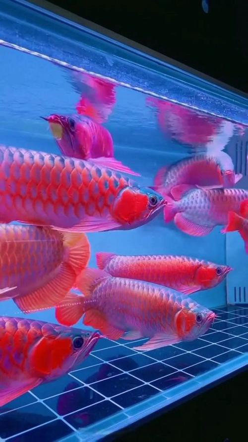 給我推薦一些高清的紅金龍魚壁紙