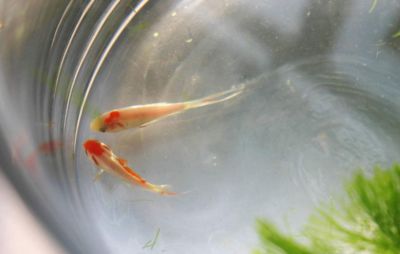 養龍魚心情唯美句子（以下是一些養龍魚心情唯美的句子：養龍魚心情唯美）