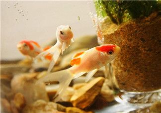 養龍魚心情唯美句子（以下是一些養龍魚心情唯美的句子：養龍魚心情唯美）