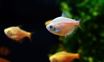 養龍魚心情唯美句子（以下是一些養龍魚心情唯美的句子：養龍魚心情唯美）