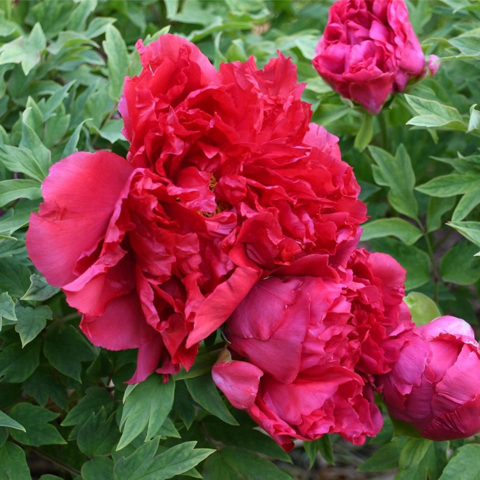 錦鯉的隱墨怎么出來(lái)