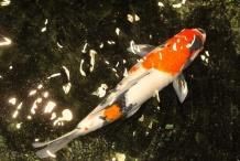 錦鯉的隱墨怎么出來(lái)