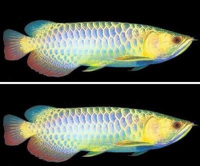 金龍魚藍底是指底色呈藍色的金龍魚，成年后整只魚才更金：什么是金龍魚藍底