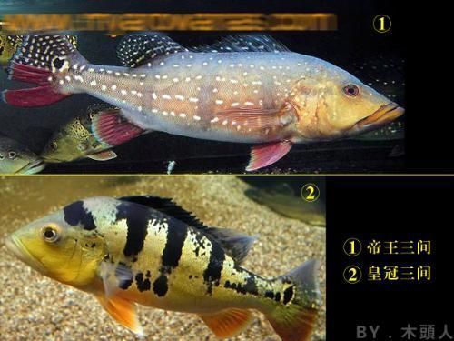 帝王三間和龍魚一起養行嗎：帝王三間和龍魚在生態習性上有一定的相似性，可能存在風險