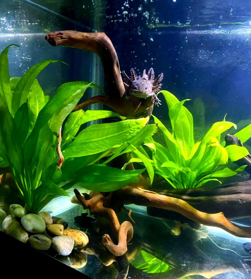 養兩只六角恐龍需要多大的魚缸？