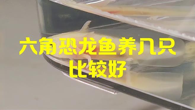 養兩只六角恐龍需要多大的魚缸？