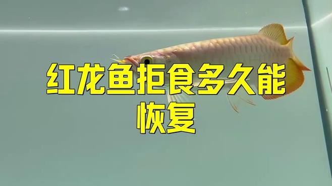 紅龍魚拒食會持續多久