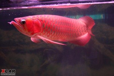 紅龍魚價格多少錢一條最貴：紅龍魚中最貴的品種是血紅龍