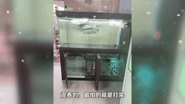 金魚跟龍魚混養好嗎圖片
