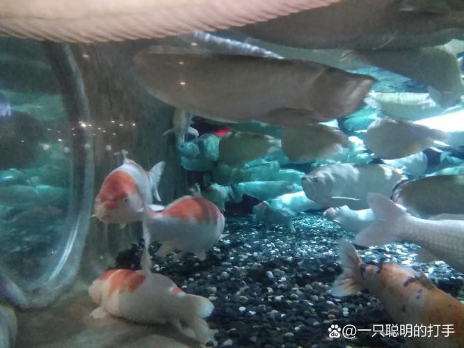 金魚跟龍魚混養好嗎圖片