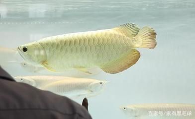 龍魚橫著漂浮在水面上不動(dòng)：龍魚橫著漂浮在水面上不動(dòng)可能是因?yàn)榛疾?dǎo)致的