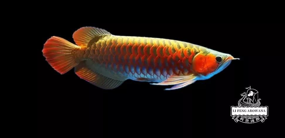 龍魚蒙眼一年了,從來沒好過正常嗎（龍魚蒙眼一年未愈是怎么回事）