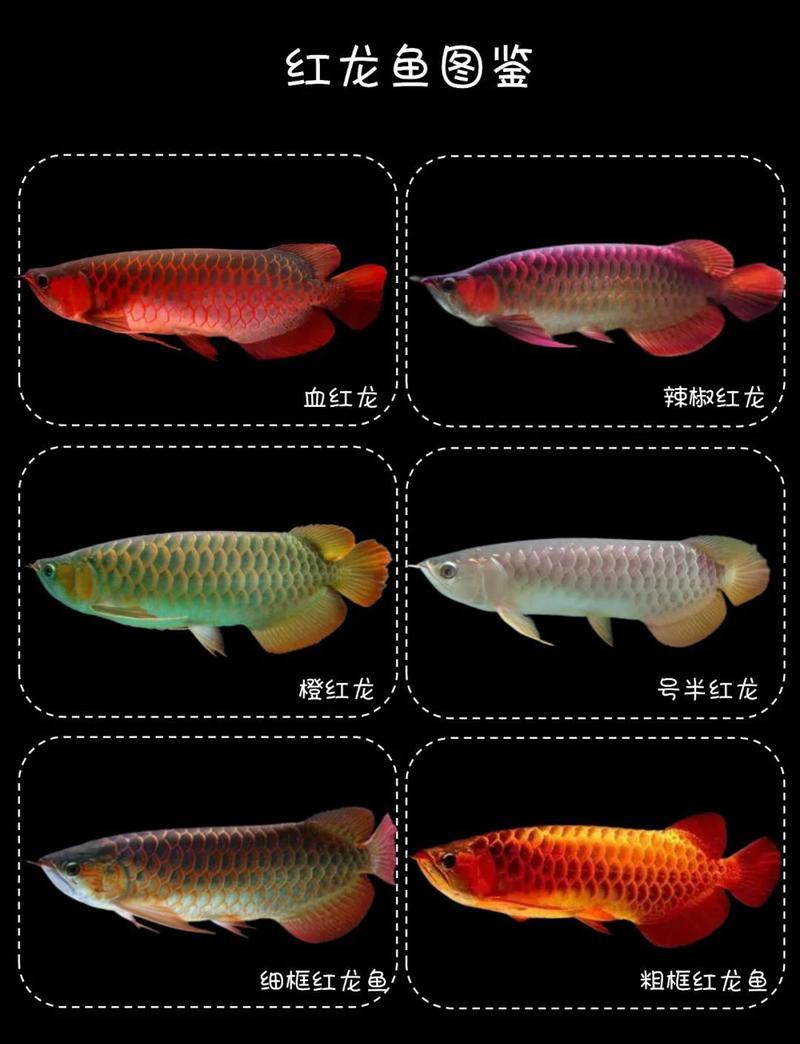 紫艷紅龍和血紅龍哪個更稀有？
