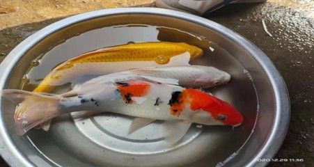 觀賞魚龍魚批發市場的相關信息：關于觀賞魚龍魚批發市場以下是一些相關信息僅供參考