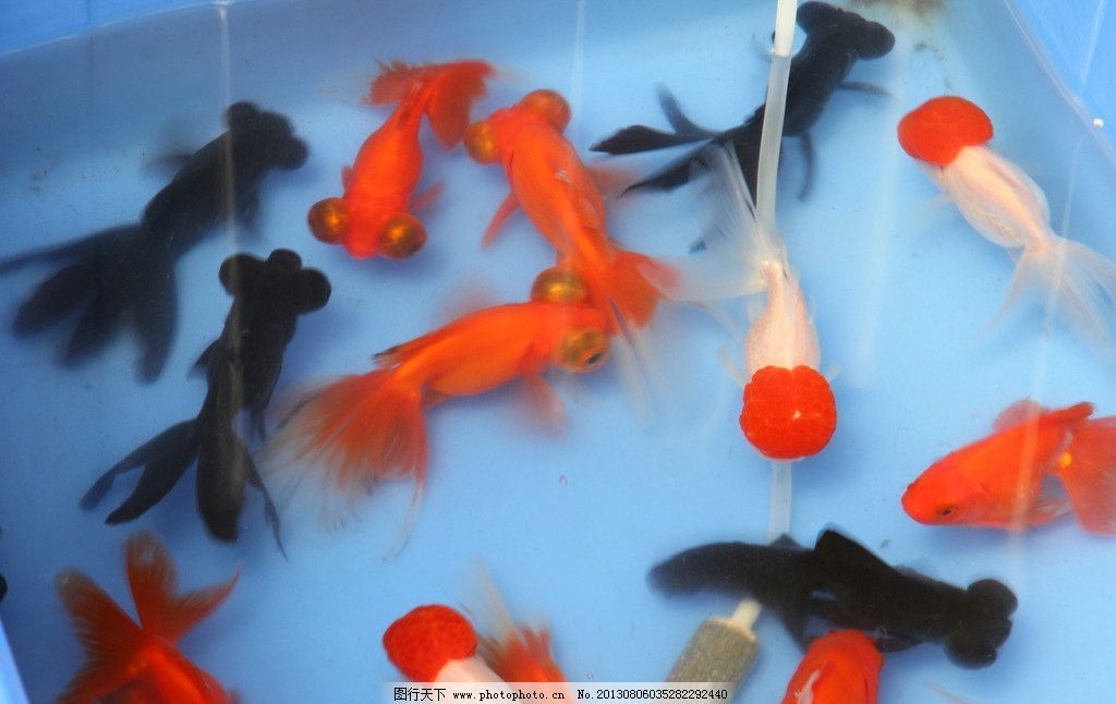觀賞魚龍魚批發市場的相關信息：關于觀賞魚龍魚批發市場以下是一些相關信息僅供參考