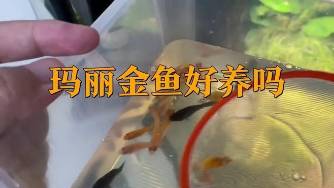 瑪麗金魚好養嗎