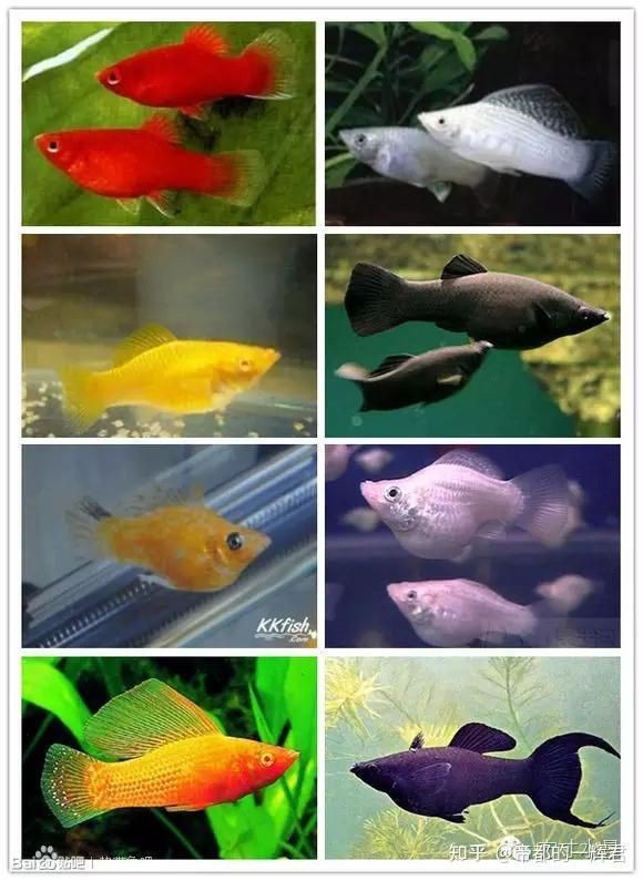 瑪麗金魚好養嗎