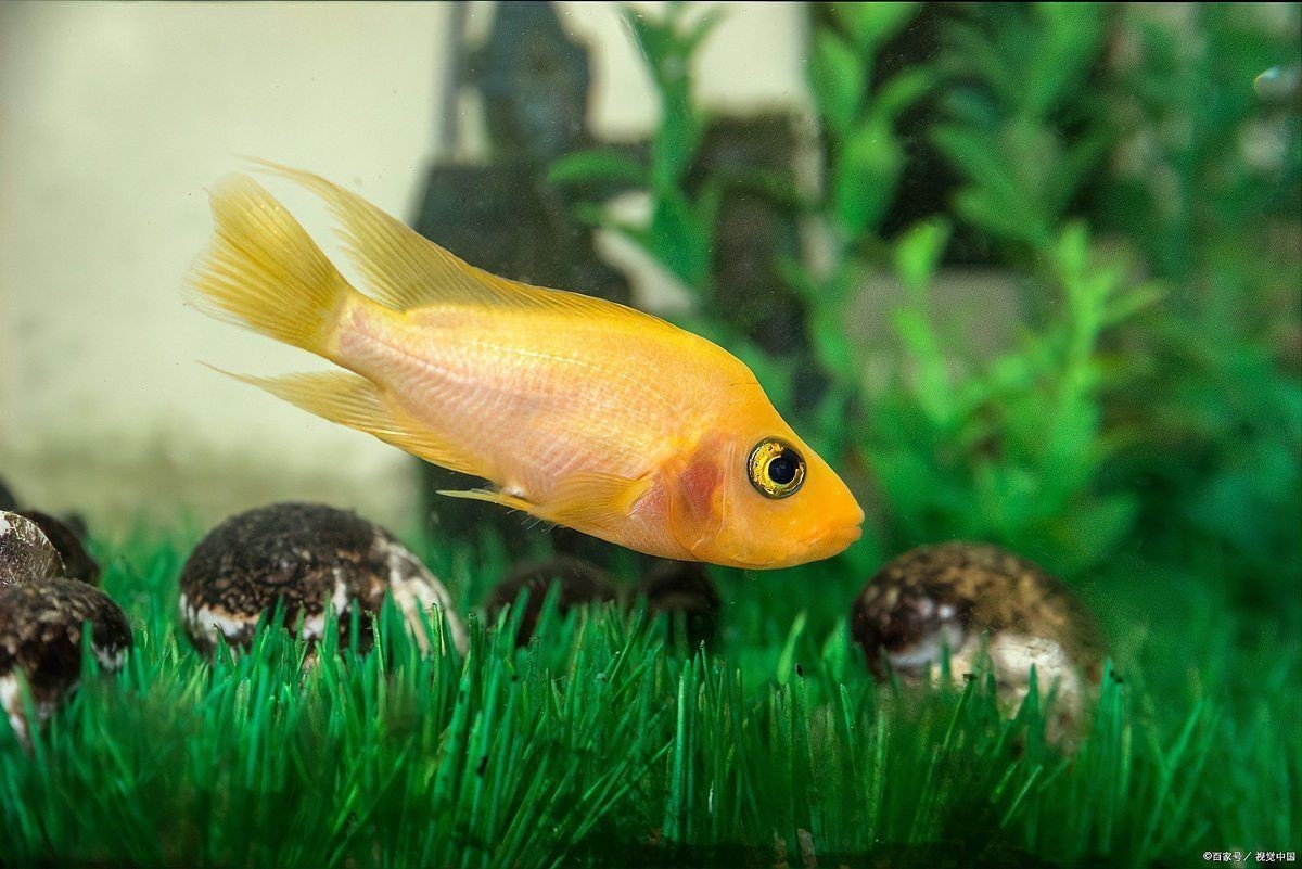 瑪麗金魚好養嗎