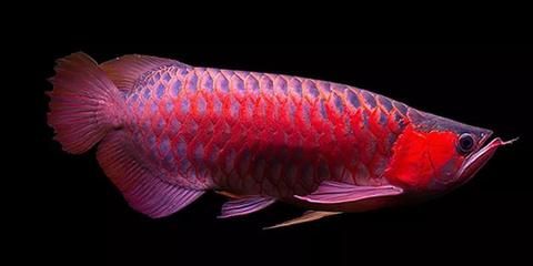 龍魚頂燈擺放位置角度：龍魚頂燈的擺放位置和角度