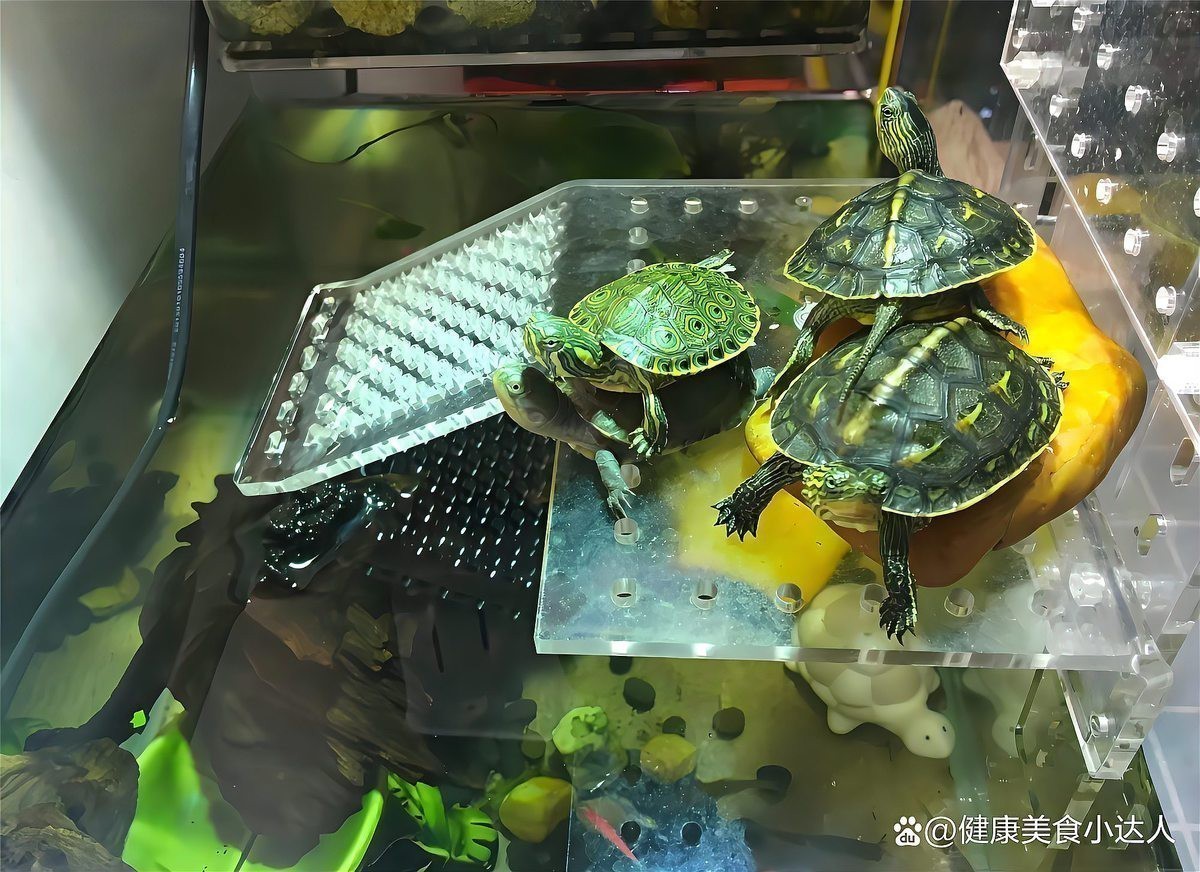 如何設置龍魚和龜的喂食策略？