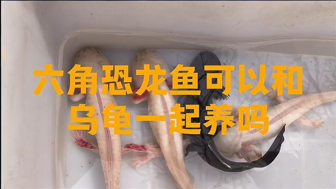 如何設置龍魚和龜的喂食策略？
